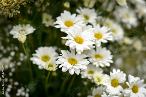 Wild Chamomile Flowers with Green Background