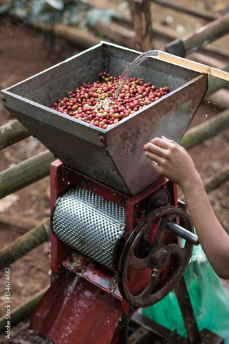 coffee berries in the coffee de-pulping machine
