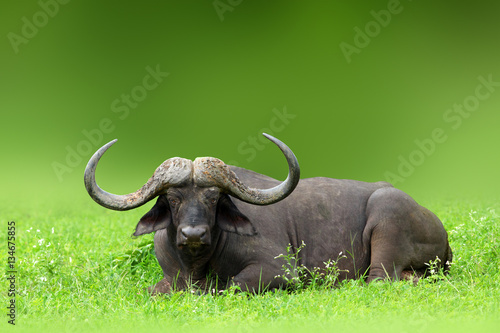Massively horned cape buffalo bull, relaxing in a lush Kruger Park. Syncerus caffer