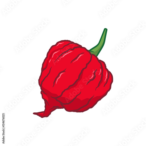 Carolina Reaper Chilli Pepper Vector Illustration