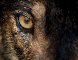 Wandcirkels Wolf Oog van Iberische wolf close-up  © ramoncarretero