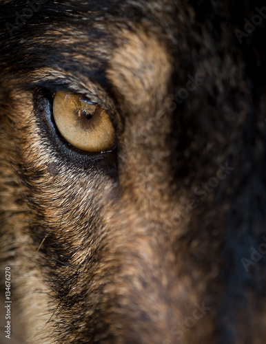 Eye of iberian wolf (Canis lupus signatus)