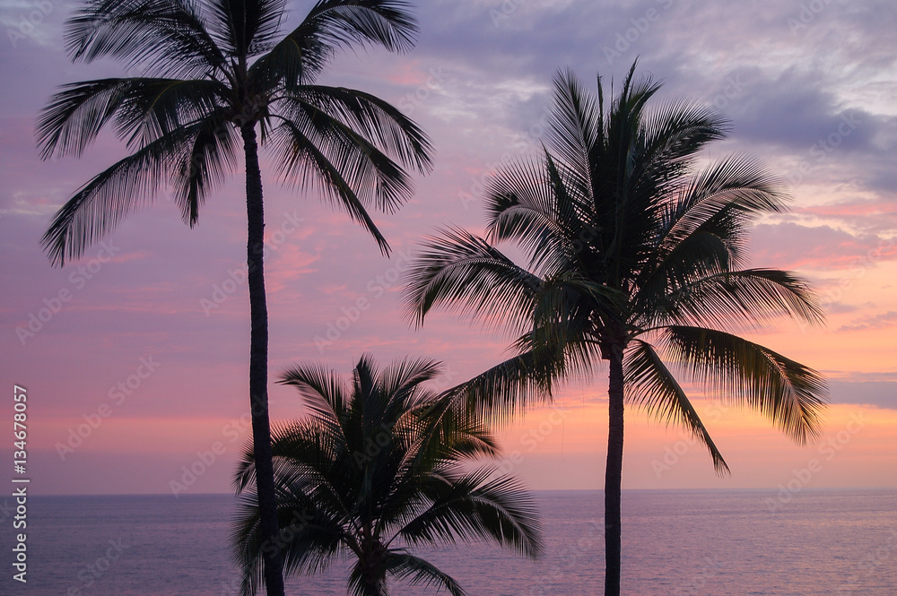 Palm trees - Big Island