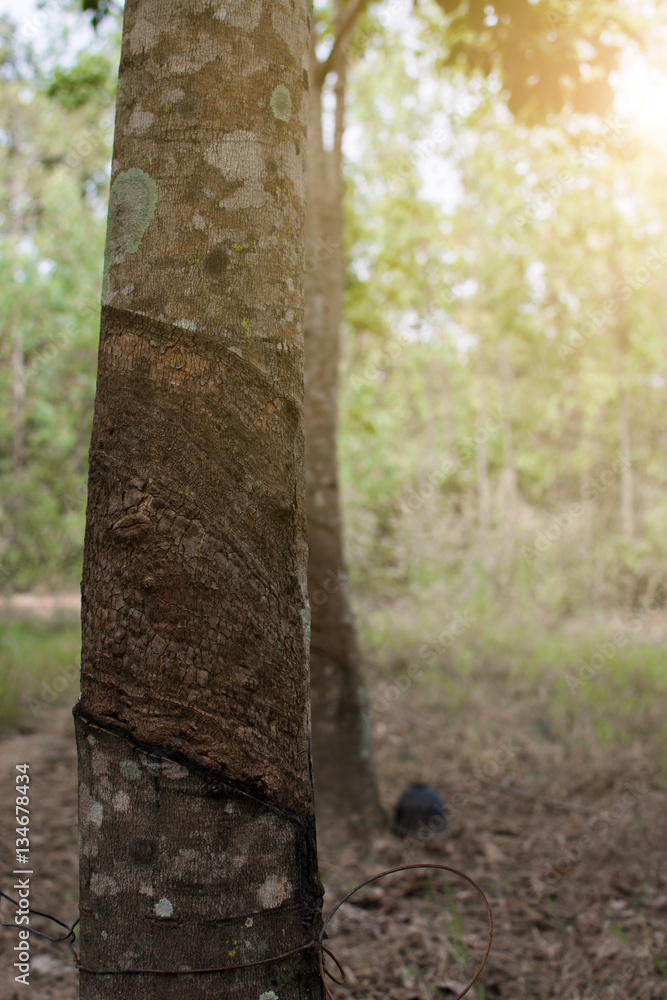 Surface and texture by tapping latex from rubber tree Surface and texture by tapping latex from rubber tree