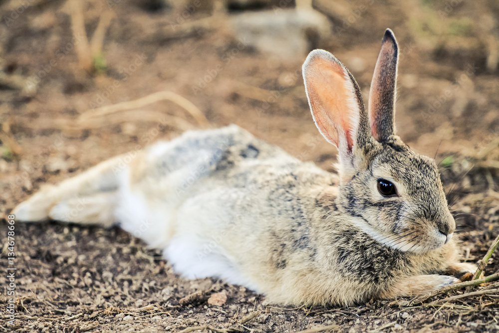 Baby Jackrabbit Baby Jackrabbit