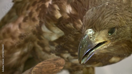 A stuffed eagle.A hunting trophy. The work of a Taxidermist .