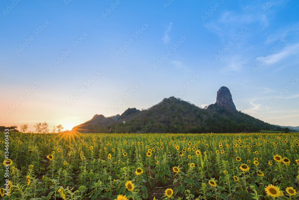 Naklejka premium sunflower field with mountain at sunset, Thailand