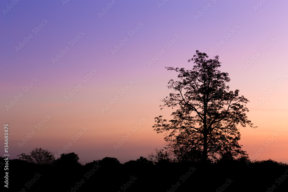 Silhouette of big tree at sunset