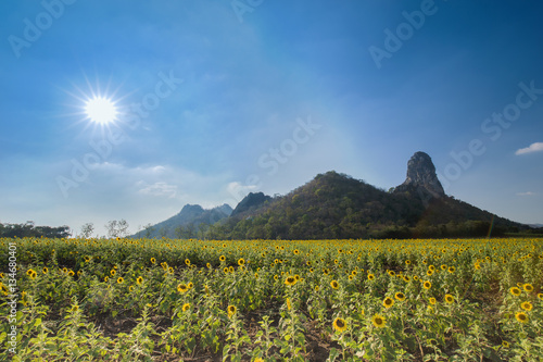 sunflower field with mountain and sun