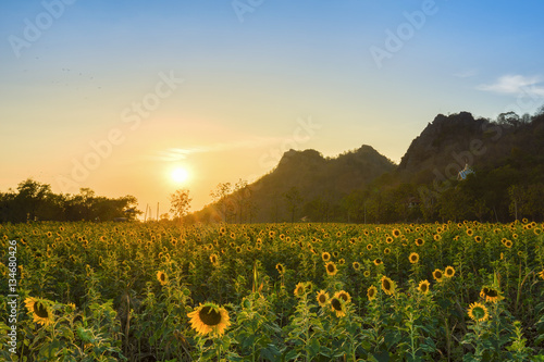 Fototapeta Naklejka Na Ścianę i Meble -  sunflower field with mountain at sunset, Thailand