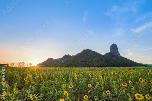 Fototapeta Naklejka Na Ścianę i Meble -  sunflower field with mountain at sunset, Thailand