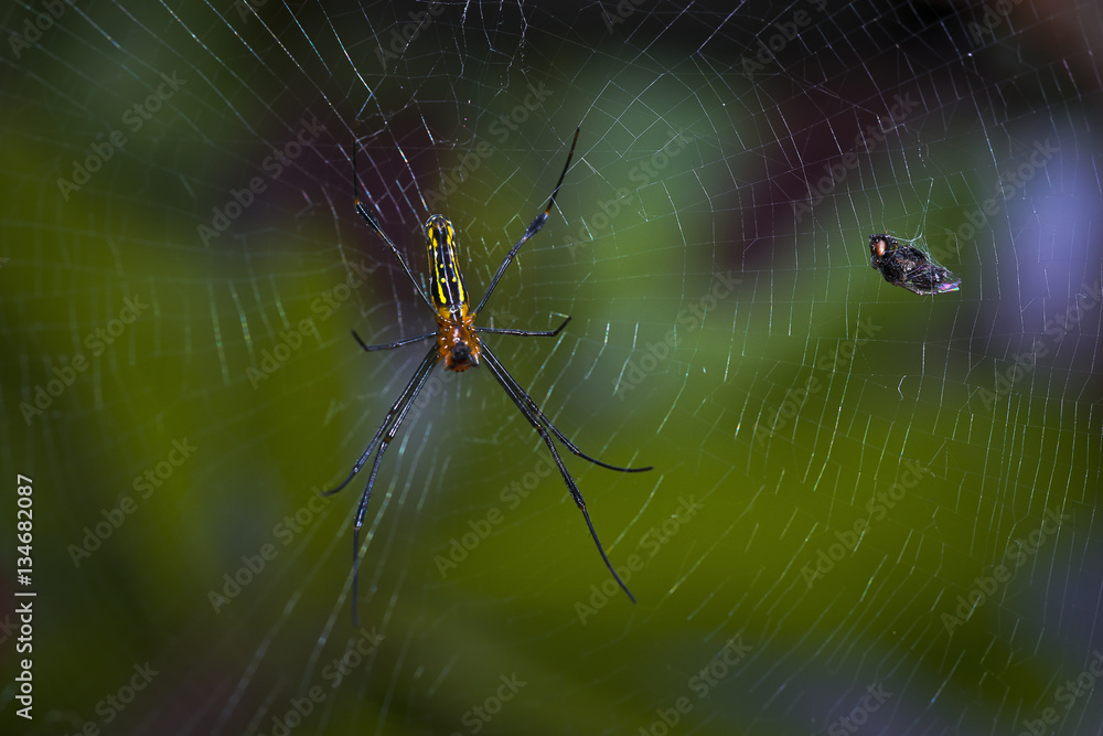 Victim and Spider Victim and Spider