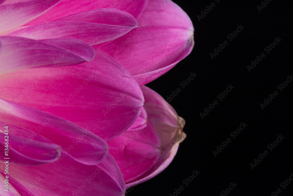 Pink Dahlia/Beautiful pink dahlia Pink Dahlia/Beautiful pink dahlia