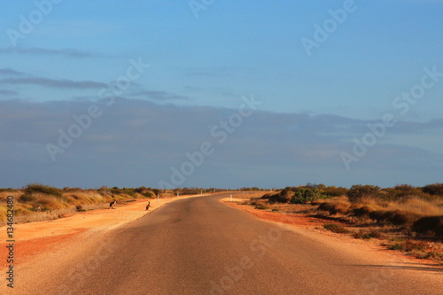 Kangaroos crossing the road
