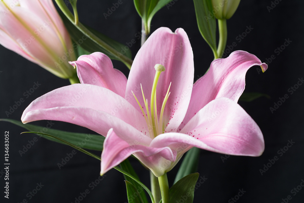 Fototapeta premium Pink Dahlia/Beautiful pink dahlia