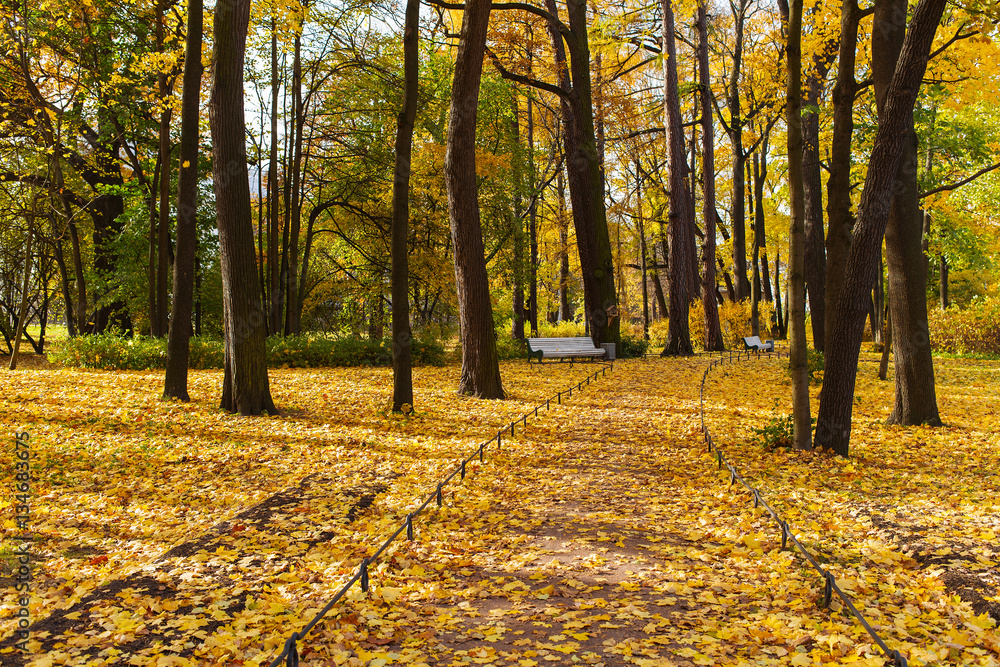 Obraz premium fallen leaves in the park