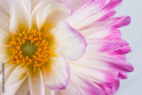 Pink Dahlia/Beautiful pink dahlia