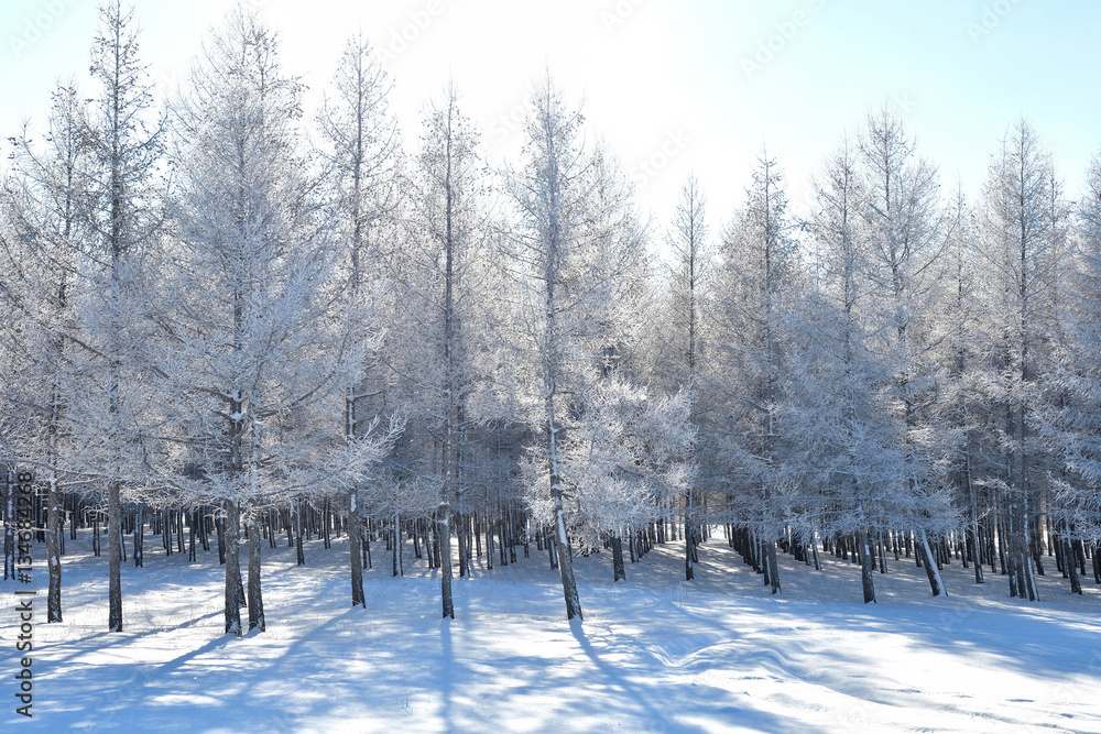 frosty tree and snow, beautiful winter landscape of snow and hoarfrost on the  forest