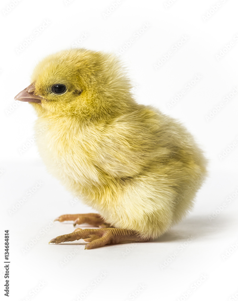 Obraz premium Little yellow chick closeup on a white background.