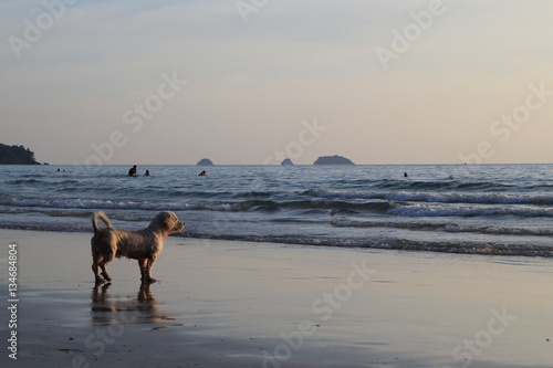 Koh Chang, Thailand. A dog on the sunset beach.