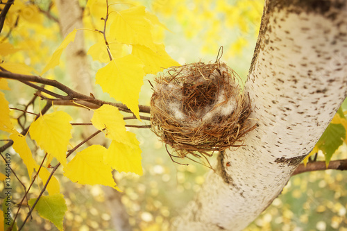 Empty birds nest in autumn.  Shallow depth of field. Shallow foc photo