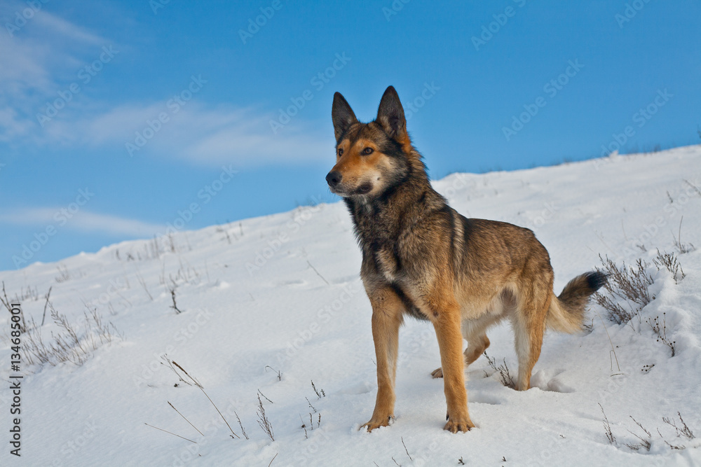 shepherd dog on the snow, mongrel sheepdog