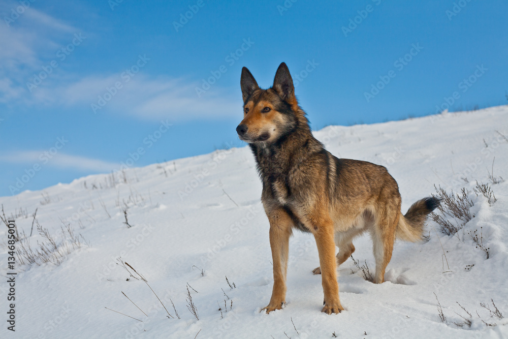 shepherd dog on the snow, mongrel sheepdog shepherd dog on the snow, mongrel sheepdog