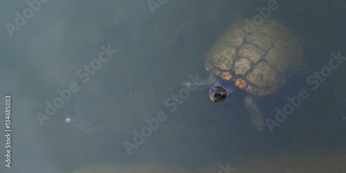 Freshwater turtle looks out the water. A dainty fish pellet floats away from it like a tiny comet. Any time, the competitors, fish, can suddenly appear from the deeps. A temple pond in Trat, Thailand photo