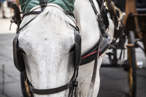 Close-up of horse blinkers © fabianodp