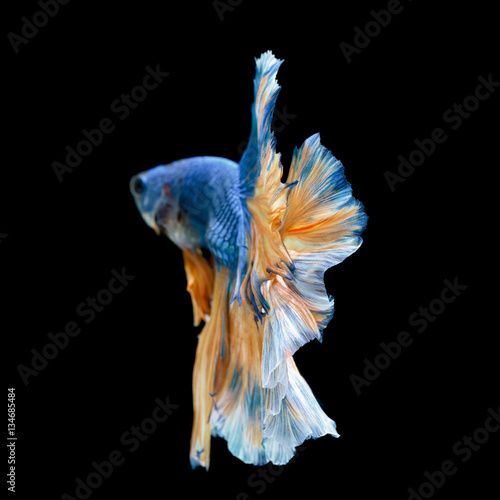  Tail of blue fighting fish isolated on black background