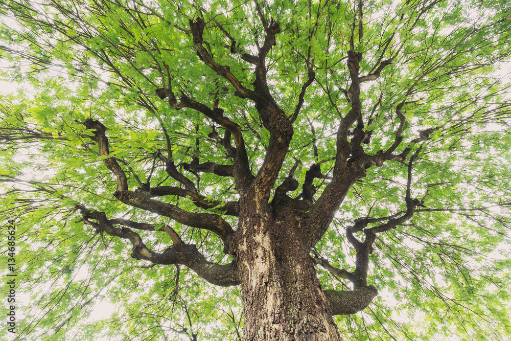 Fototapeta premium Under big green tamarind tree