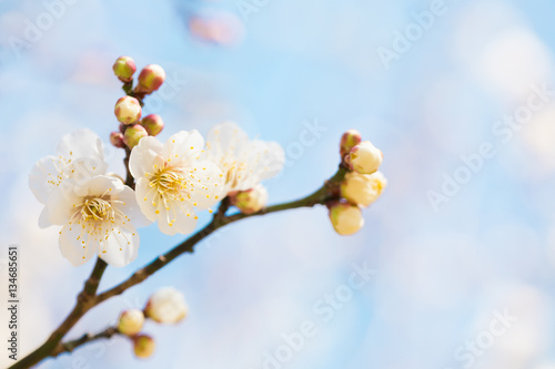 Fototapeta Naklejka Na Ścianę i Meble -  梅の花