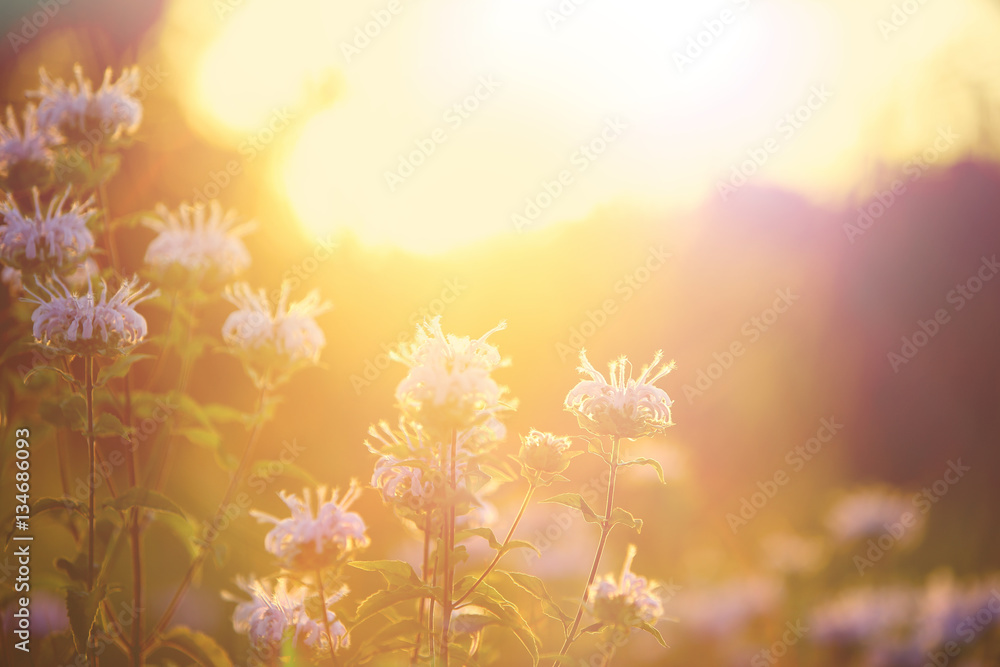 Wildflower background. instagram effect.