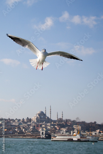 Seagull flying in sky over the sea waters