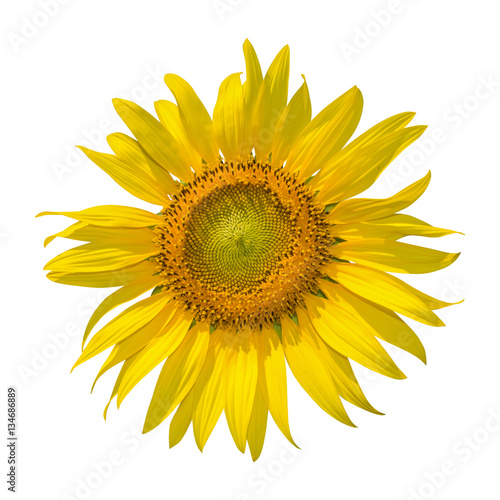 Sunflower isolated on black background. clipping path
