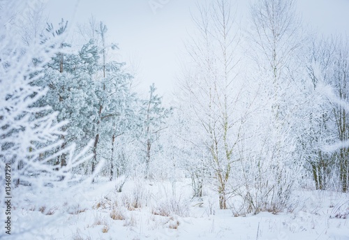 Polish winter landscape © milosz_g