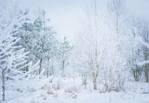 Polish winter landscape