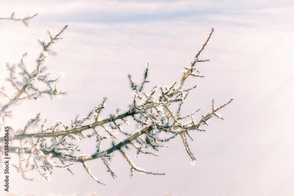 Macro of Tree Branches With Snow Macro of Tree Branches With Snow