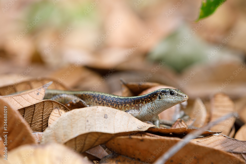Madagascar girdled lizard (Zonosaurus madagascariensis) Stock Photo