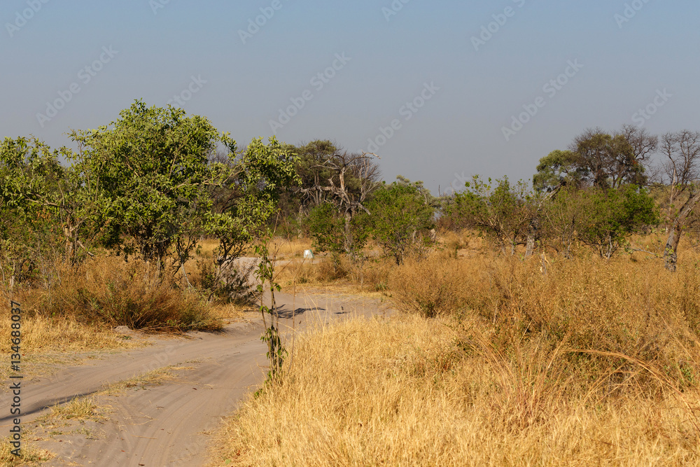 Obraz premium Moremi game reserve, Okavango delta, Africa Botswana