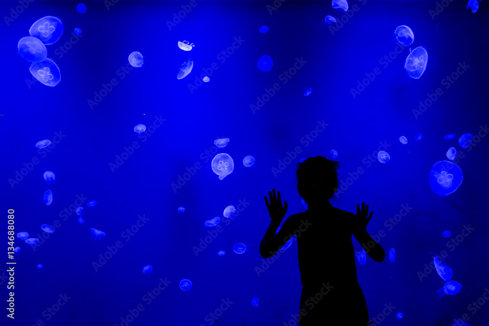 Child looking at jellyfish