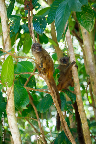 white-headed lemur (Eulemur albifrons), Madagascar