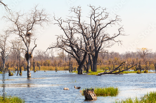Moremi game reserve, Okavango delta, Botswana Africa