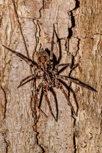 huntsman spider on tree trunk Madagascar