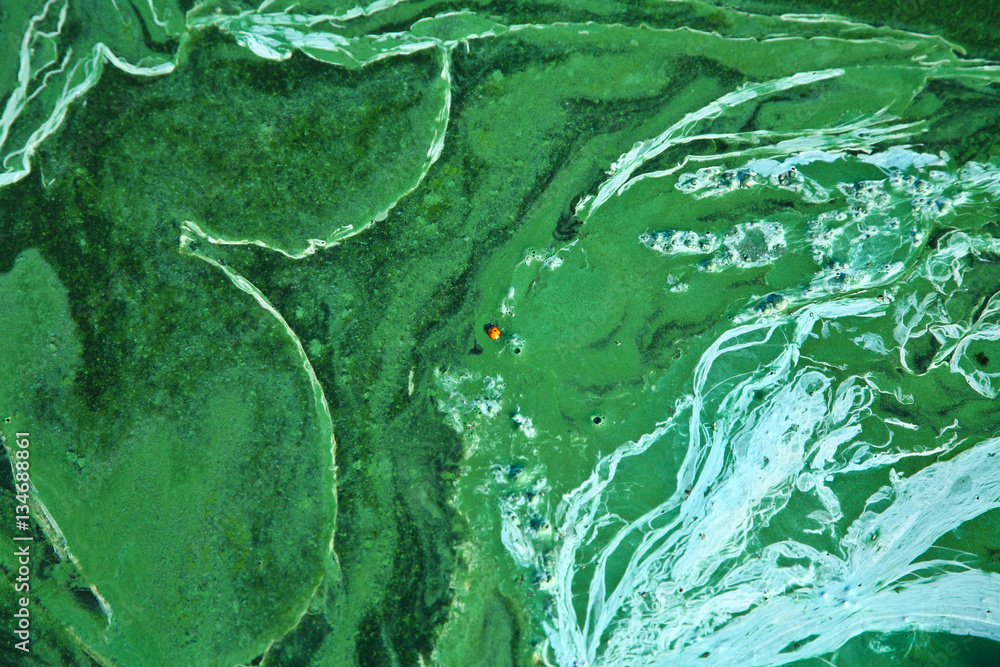 Blue-green algae on a lake in denmark