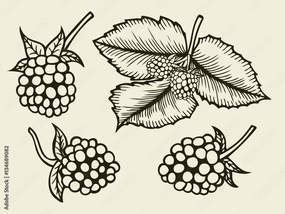 Blackberry hand drawn sketch. Blackberry hand drawn sketch.