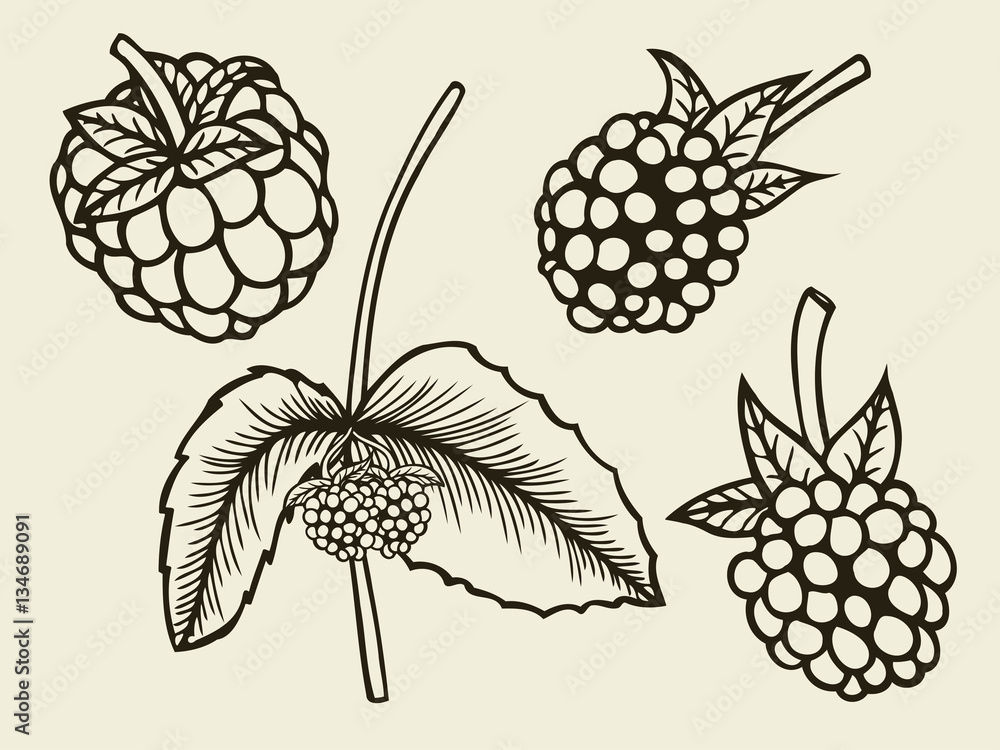 Blackberry hand drawn sketch. Blackberry hand drawn sketch.