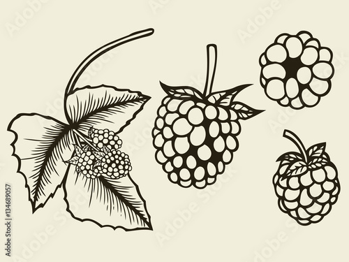 Blackberry hand drawn sketch.