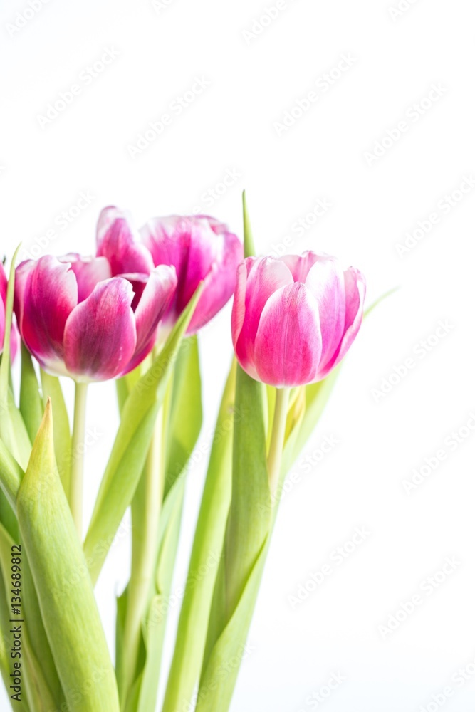 Beautiful two colored tulips close up on white background Beautiful two colored tulips close up on white background