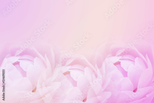 Blurred of sweet roses in pastel color style on soft blur bokeh texture for background